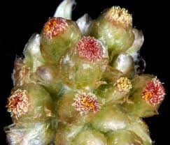 Image result for Pseudognaphalium luteo-album