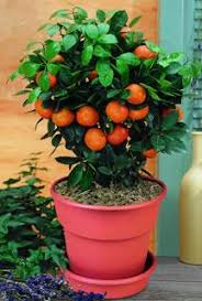 Maybe you would like to learn more about one of these? Dwarf Citrus Trees From Stark Bro S Dwarf Citrus Trees For Sale