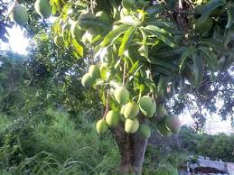 A Guide To Jamaican Mango Season – Real Jamaica