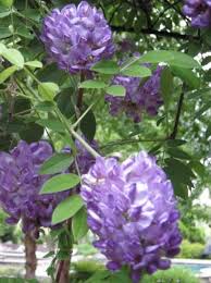 06 Wisteria Frutescens Amerikanischer Blauregen In Deutschland Eher Uberzeugt Der Amerikanische Blauregen Durch Die Int Blauregen Pflanzen Kletterpflanzen