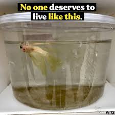 *new baby betta fish* in this video my girlfriend and i go to petco betta fish abuse has always been a touchy topic. Facebook