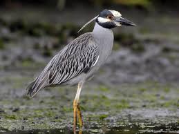 Grey Bird With Black And White Striped Head Yellow Crowned Night Heron Identification All About Birds Cornell Lab Of Ornithology Heron Photo Heron I Like Birds