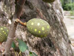 Image result for Ficus ottoniifolia