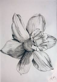 Daffodil Tattoo Recherche Google Narcissus Flower Tattoos Narcissus Tattoo Daffodil Tattoo
