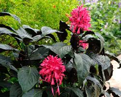 Image result for Justicia carnea