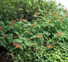 Image result for Tecoma weberbauriana