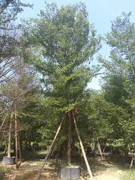 Image result for Terminalia neotaliala