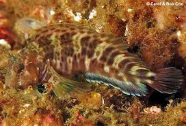 Image result for Blepharis buchneri