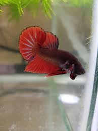 First of all, i'm guessing paradise betta is a name they gave to this betta, because i can't find this name elsewhere. Young 3 5 Month Old Plakat Male From A Betta Fish Keepers South Africa Facebook