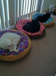 donut cat beds cat design donut cat cat bed
