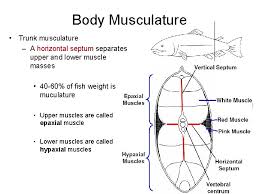 Fish Locomotion Definition The Result Of Interactions Between