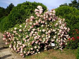 Cele 12 sectoare in care a fost impartita gradina botanica iti ofera privelisti deosebite, in functie de perioada din an in care o vizitezi. Gradina Botanica Iasi Obiective Turistice Harta Romaniei