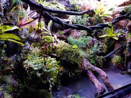 They are most commonly used for fishkeeping but are the type of vivarium needed for certain aquatic frogs. Vivarium Paludarium For Frogs Or Fishes Pet Supplies For Fish Fish Tanks On Carousell
