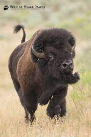 Pin By Howard Schilling On I Used To Be A Buffalo Buffalo Animal American Bison Animals Wild