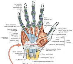 Flexor tendon injuries andrew campbell hisham m. Get Where Is The Mouth Of A Finger Flexor Tendon Collections Decorados De Unas