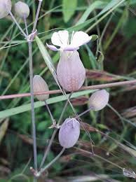 Image result for Silene kiwuensis