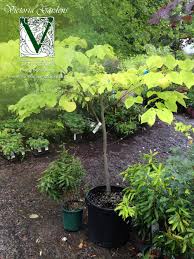 The redbud is an ideal tree for the yard where ever it will grow. Plant Profile Articles Victoria Gardens