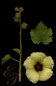 Image result for Hibiscus diversifolius
