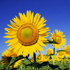 Beberapa bulan sebelumnya, dia pindah ke selatan prancis, di kota arles. 2 Sunflowers Top 5 Tahunan Untuk Barat