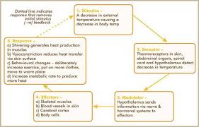 Heat Gain Versus Heat Loss Bio Sciences Vasoconstriction Medical
