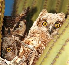 Birds Of Arizona Desert Cactus Owls In Tucson Arizona Arizona Birds Desert Animals Tucson