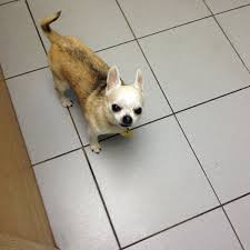 2222 e 38th st erie, pa 16510 estados unidos. Animal Kingdom Pet Hospital Erie Pa