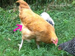 Roosters will have bigger feet and sturdier legs. Flaws Forgiven How To Spot A Rooster And What To Do With Him