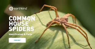 10 common house spiders and how to identify them, according to entomologists. How To Identify The Different Types Of Common House Spiders