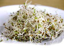 Maybe you would like to learn more about one of these? Alfa Alfa Germogli Di Erba Medica Proprieta E Uso Alimentipedia It