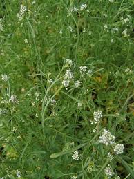 Image result for Coronopus integrifolius