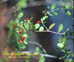 Image result for Crossopetalum