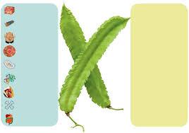 Image result for Psophocarpus lancifolius