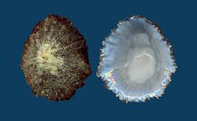 Image result for Patella aspera