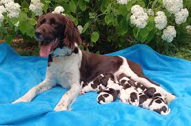 Image result for Malý münsterlandský ohař