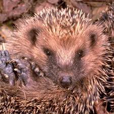 Difference In Porcupines Hedgehogs Nocturnal Animals Animals For Kids Animal Quiz