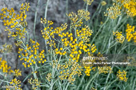 Image result for Helichrysum aureo-nitens
