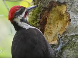 To refine track results, adjust. Video Gallery Nature Sound
