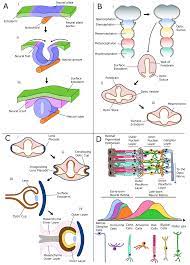 Light can also have damaging effects, so this set up also helps protect your rods and cones from unnecessary damage. Ijms Free Full Text The Role Of Small Molecules And Their Effect On The Molecular Mechanisms Of Early Retinal Organoid Development Html