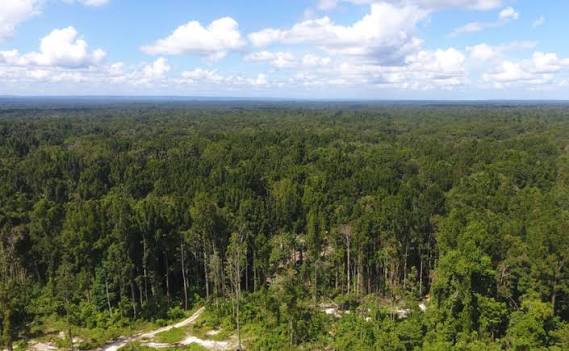 Papua Barat dan ICBA Siapkan Pengelolaan Karbon Hutan Berkelanjutan