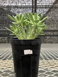 Image result for Monadenium fanshawei