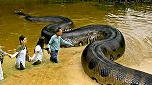 Top 10 Biggest Animals In The World 10 Amazing Animals Biggest Biggestanimals Biggestanimalsofalltime Biggestd Scary Animals Big Animals Giant Anaconda