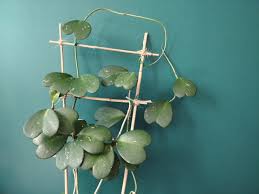 Some varieties actually prefer it to be in the 60's or 70's. Caring For Your Hoya Kerrii Plant Care And Tips Home By Faith