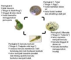 Daur hidup nyamuk pada tahap pertama dimulai dari telur yang dikeluarkan oleh nyamuk betina. Susunan Kitar Hidup Nyamuk Sakk Opk