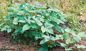 Image result for Vigna vexillata