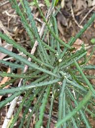 Image result for Schlechterina