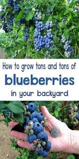 Recently, the popularity of the o'neal blueberry has waned as newer varieties have been introduced. 64 Best Blueberry Varieties Ideas Blueberry Blueberry Varieties Blueberry Plant