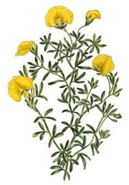 Image result for Ptycholobium