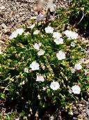 Image result for Falkia