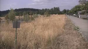 Check spelling or type a new query. Fire Marshal Issues Stage 1 Fire Safety Burn Ban For Unincorporated King County Kiro 7 News Seattle