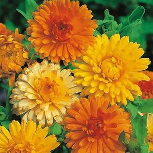 Calendula officinalis, a natural antiseptic, AI generated